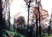屏山老君山天氣