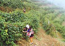 景洪基諾山天氣