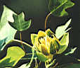 武漢植物園天氣