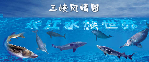 宜昌長江水族世界天氣