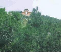 孝感白兆山天氣