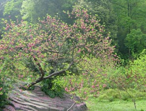 株洲桃源山天氣