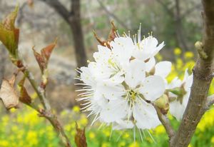 成都新津梨花溪天氣