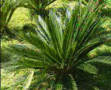 攀枝花蘇鐵林天氣
