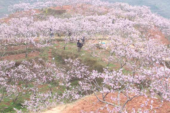 廣漢松林桃花天氣