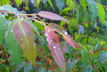樂山五通橋花木科技園天氣