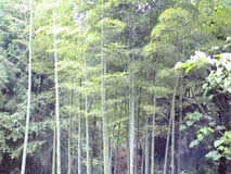 凱里百里原始闊葉林天氣