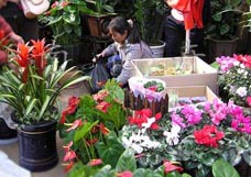 云南景星花鳥市場天氣