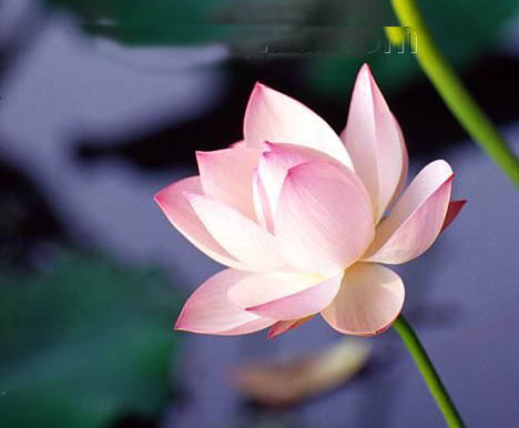 曲靖三岔河十里荷花天氣
