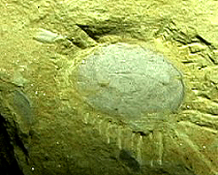 玉溪澄江動物化石群天氣