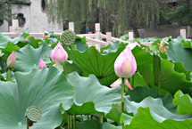 西安蓮湖公園天氣