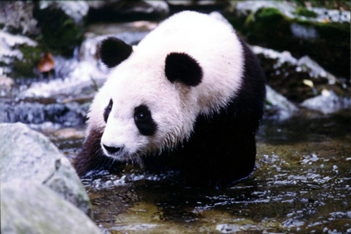 漢中佛坪大熊貓保護(hù)區(qū)天氣