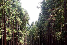 延安勞山森林公園天氣