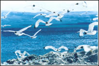 青海湖鳥島天氣