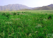 惠農(nóng)大川生態(tài)旅游區(qū)天氣