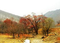 惠農黃河紅柳園天氣