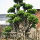 漳州百花村天氣