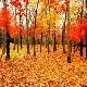 湯旺河長白山紅松闊葉混交林天氣
