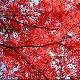 白山蛟河紅葉谷天氣
