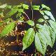 白山撫松人參種植場天氣