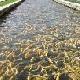 本溪市虹鱒魚良種場天氣
