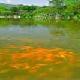 西湖花港觀魚公園天氣