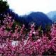 泰山桃花峪天氣