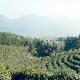 合肥天方茶業天氣