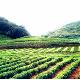 婺源金山生態(tài)茶業(yè)觀光園天氣