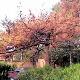 紅橋區(qū)烈士陵園天氣
