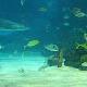 石家莊海洋水族館天氣