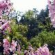 大同靈丘桃花山天氣