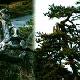 陽泉龍鳳松天氣