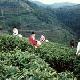 興寧黃蜂窩茶山旅游區天氣