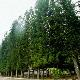 陽江金山森林公園天氣