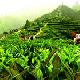凌云茶山金字塔天氣
