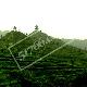 百色凌云茶山金字塔天氣