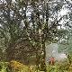 攀枝花白坡山天氣
