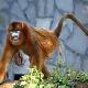 貴陽野生動物園天氣