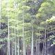 凱里百里原始闊葉林天氣