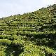 西鄉茶園天氣